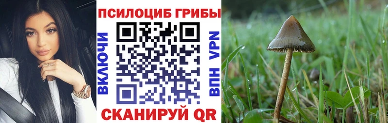 Псилоцибиновые грибы Psilocybe Купить где Дедовск